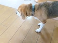 初物には慎重派 初物には慎重派