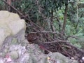 サンケイ メス